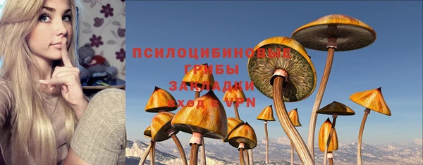 прущие грибы Дмитров